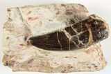 Serrated, Carcharodontosaurus Tooth - Dekkar Formation, Morocco #200521-1